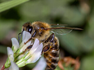 Wall Mural - Bee 167