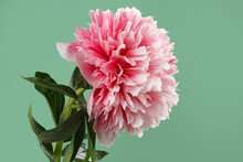 Bright Delicate White-pink Peony Flower Isolated On A Green Background.