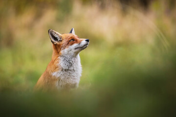 Wall Mural - Dreamy red fox, vulpes vulpes, looking up on meadow with copy space. Orange mammal watching upwards on field with space for text. Wild beast staring on pasture.