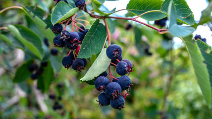 Canvas Print - Close up of red and pink berries of the plant shadbush or juneberry or Amelanchier