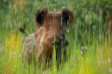 Wall Mural - wild boar, sus scrofa, hiding in grass on field in summer nature. brown wild pig looking to the came