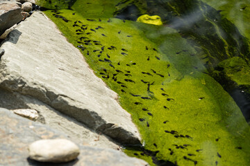 Wall Mural - Frog tadpole under the surface near the stones.