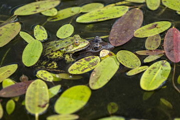 Green frog mating on surface with leaves.