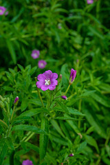 Canvas Print - Pink flower of hoary or smallflower hairy willowher plant, Epilobium parviflorum