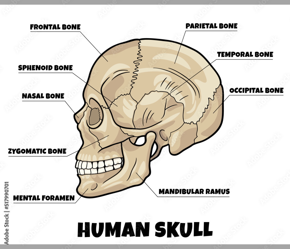 Human Skull Bones Anatomy Diagram Illustration Stock Vector Adobe Stock