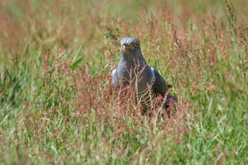 Aufkleber - A common cuckoo is standing in long grass with a worm in its beak