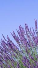 SLOW MOTION, CLOSE UP, DOF, COPY SPACE: Aromatic Blossoming Lavender Swaying In The Gentle Spring Breeze. Long Stalks Of Bright Purple Lavender Rustling Under The Perfect Sky In French Countryside.