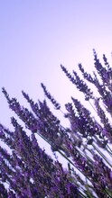 SLOW MOTION, CLOSE UP, LENS FLARE DOF: Bright Summer Sunbeams Shine Through The Blossoming Lavender Shrub. Cinematic Shot Of Gentle Breeze Moving The Bright Purple Stalks Of Lavender In Sunny Provence