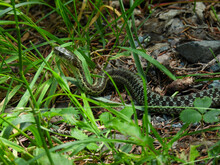 Maritime Garter Snake In The Park In Cape Breton, Canada