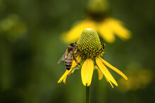 Honey Bee On A Coneflower