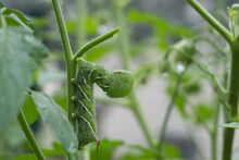 Close-up Image Of A Tobacco Hornworm On The Stem Of A Tomato Plant In A Home Garden In Summer