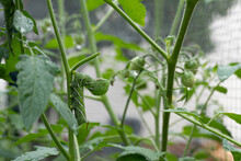 A Green Tobacco Hornworm On The Stem Of A Tomato Plant In A Home Garden