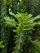 © Patil Rohan - Indian green cactus plant Euphorbia ingens