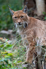 Wall Mural - Luchs