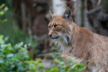 Wall Mural - Luchs