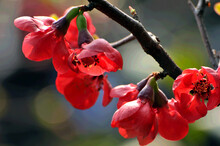 Chinese Flowing Crabapple