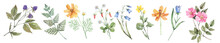 Collection Of Watercolor, Field Plants, Flowers, Herbs And Berries Hand-drawn In Watercolor. Blackberries, Ferns, Cosmos, Strawberries, Ranunculuses, Bluebells And Rose Hips Set. 