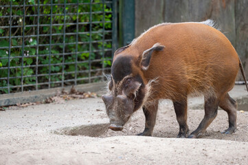 Wall Mural - Warzenschwein