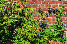 Holly Magonia Is An Evergreen Shrub. Blue And Purple Bunches Of Berries On Red Brick Wall Background