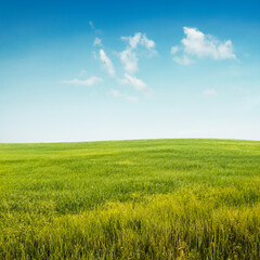 Wall Mural - beautiful summer fields