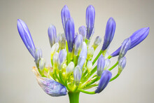 Close-up Of Blooming Agapanthus, Or Lily Of The Nile In The Garden