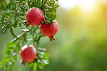Wall Mural - pomegranate fruits with water droplets hanging on tree.