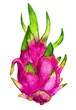 Pitahaya or pitaya Dragon fruit Hand-drawn watercolor Illustration