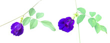 Isolated Butterfly Pea Flower With Clipping Paths.