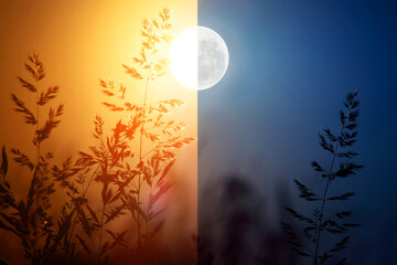 day and night conceptual image. dry grass in day and night.
