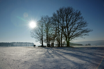 Canvas Print - Bäume im Winter, Gegenlicht