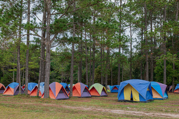 Poster - Tents camping area in the pine park. Landscape natural area with pine and green grass.