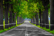 Straight road amidst green trees