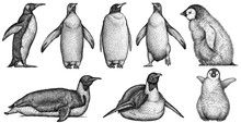 Vintage Engrave Isolated Penguin Set Illustration Ink Sketch. Wild Bird Background Imperial Art