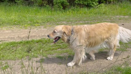 Wall Mural - Cute dog of breed Golden Retriever happily walking on green field at suuny summer day.