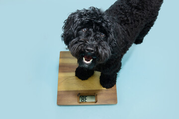 Wall Mural - Cute Poodle dog sitting on weighet scale with happy expression face. Isolated on blue pastel background