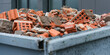Red bricks debris in construction metal waste container close up. Building demolition and remove.
