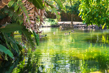 Green Pond With Palms And Ducks