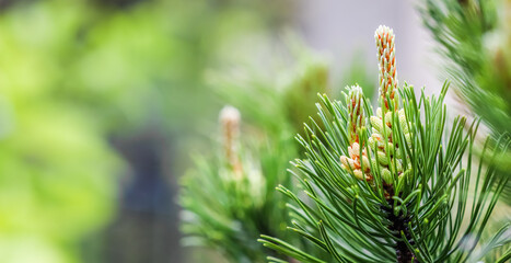 Wall Mural - Pine branch with young shoots in spring. Natural background