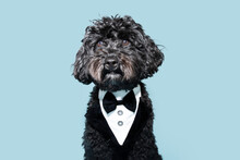 Portrait Cute Black Poodle Celebrating Mother's Day, Father's Day Or Anniversary Wearing A Tuxedo Clothing. Isolated On Blue Pastel Background