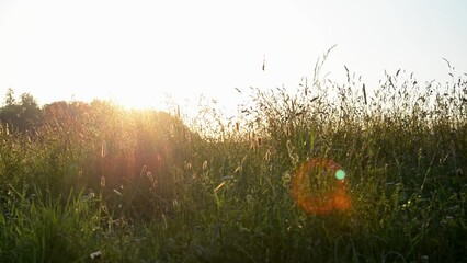 Wall Mural - gliding shot of a sunrise through the grass with some solar flares in the lens