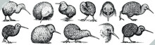 Vintage Engrave Isolated Kiwi Set Illustration Ink Sketch. Wild Bird Background Line Art
