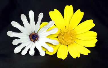 Two daisies white and yellow isolated on black closeup. A white flower of an unusual shape and a beautiful yellow flower on a black background.