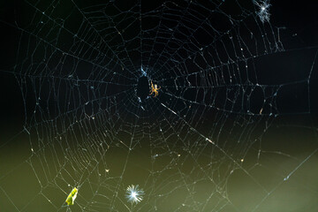 spider on web