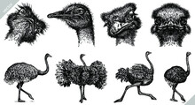 Vintage Engrave Isolated Ostrich Set Illustration Ink Sketch. Wild Bird Background Africa Vector Art