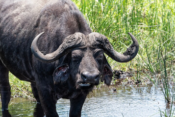 Sticker - African Buffalo