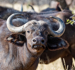 Sticker - African Buffalo