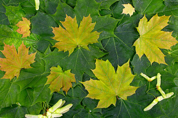 Wall Mural - Background of multicolored maple leaves and seeds