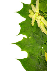 Wall Mural - Multicolored maple leaves and seeds on a white background.