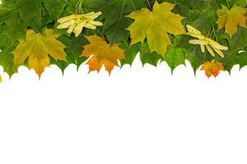 Wall Mural - Multicolored maple leaves and seeds on a white background. copy space