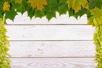 Wall Mural - Autumn background, a frame of multicolored maple leaves and seeds on a light wooden background. copy space